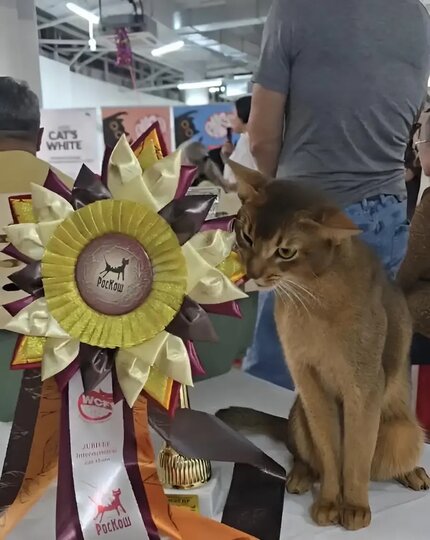 �������, ��� ��������� �������, ��������� ������� �� ���������, ���������� � ������ ������� ������.