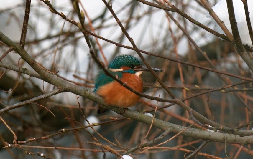 Тропический зимородок остался в Петербурге на зиму
