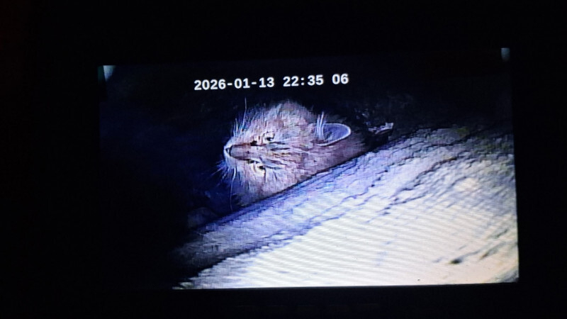 В Петербурге почти две недели вызволяют кота, застрявшего в дымоходе на улице Чайковского