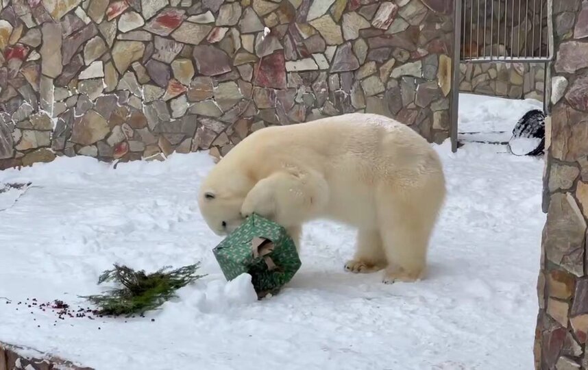 Новогодний сюрприз для Хаарчааны: белая медведица в Ленинградском зоопарке получила подарок