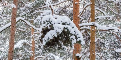 � ���������� ��������� ��������������� ���������� ����� ������ ������������