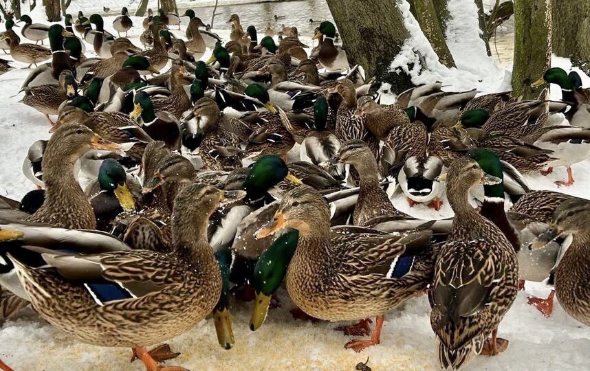 В парке Есенина замечена большая стая уток
