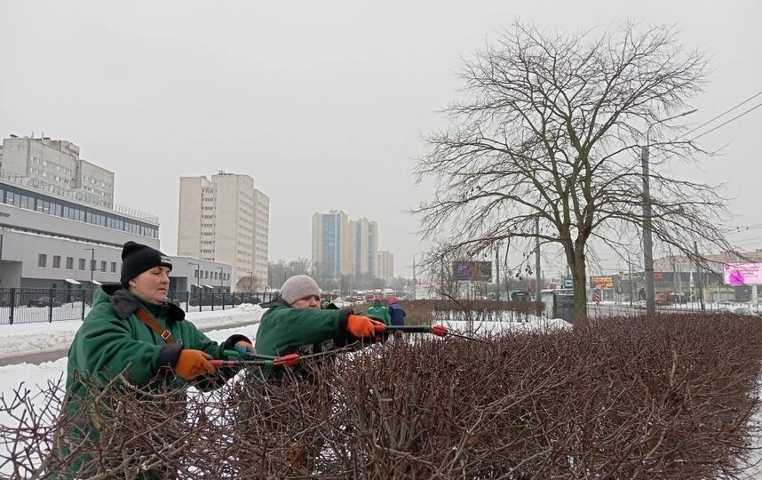 В городе проходит зимняя обрезка деревьев и кустарников