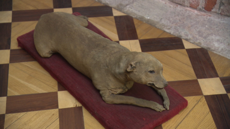 Новое исследование позволило сберечь 300-летние чучела собак Петра I в Петербурге