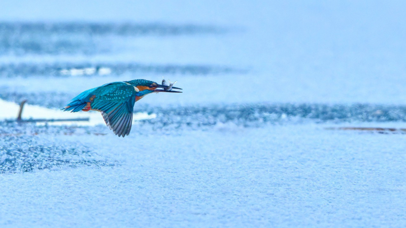 Зимородка, умеющего рыть норы, увидели на побережье Финского залива