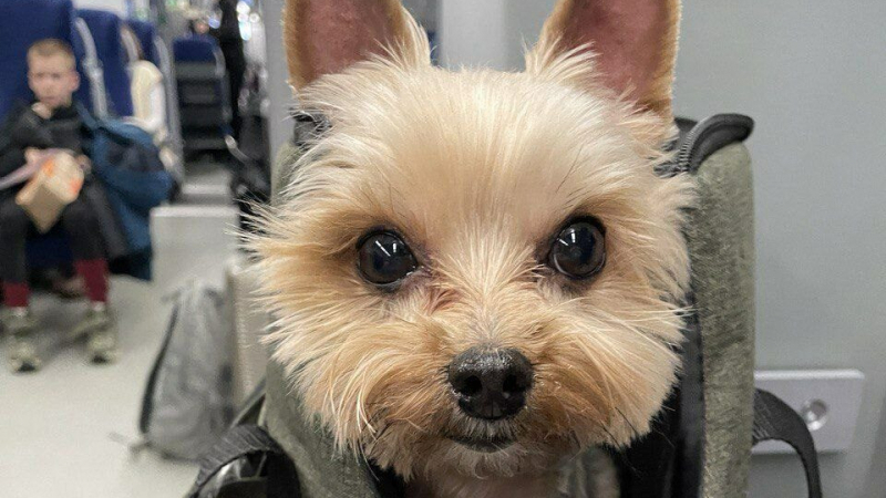 Морские свинки, рыбки и хорьки путешествовали в электричках ОЖД 479 тысяч раз в 2025 году