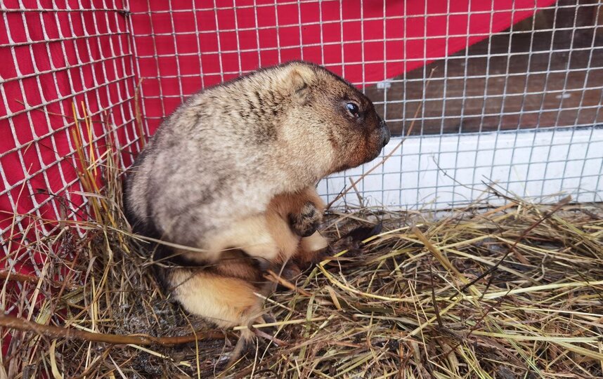 Сурок Филимон из Ленобласти предсказал ещё шесть недель зимы