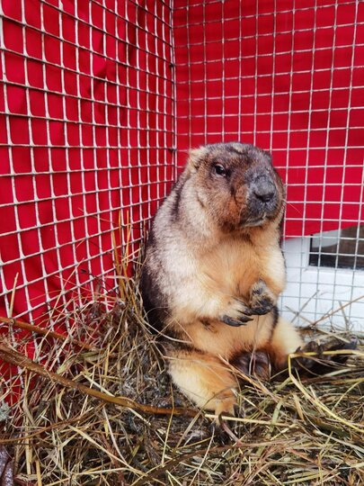 ����� �������