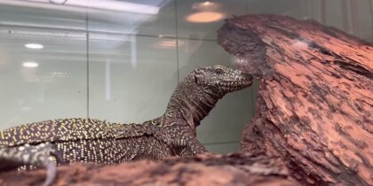 � ������������ ������ � ������������� �������� ��������� �������