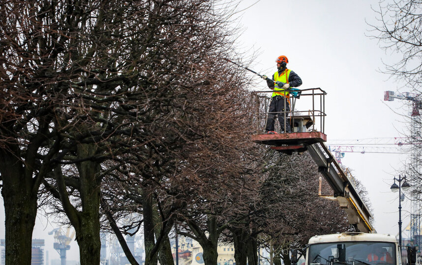 Готовимся к весеннему сезону: в Петербурге стартовала формовочная обрезка деревьев