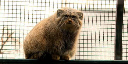 ������������� ������� ������ ����� ����: ����� �� ���� ���������� � �����������