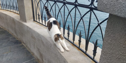 ���� �����������, ����������� ����� ���� �� ����� � �����, �������