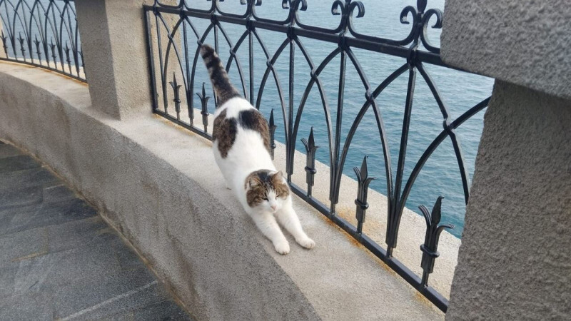 Дело петербуржца, сбросившего кошку Мусю со скалы в Крыму, закрыли