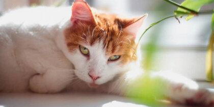 ���������� ����� �������� ������������� ����������� ������ � �������