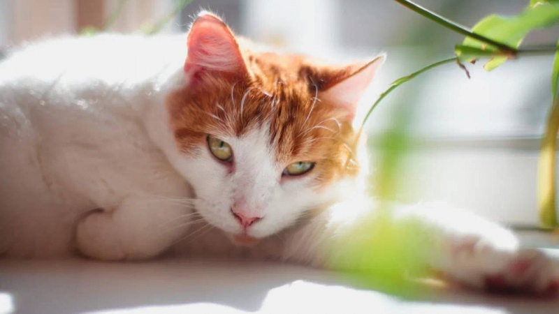 Эрмитажная кошка Анжелина отпраздновала десятилетие службы в Капелле