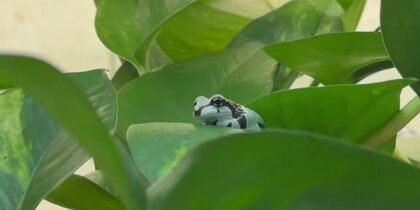 � ������������� �������� ����������: ���������� ���������� ������-��������