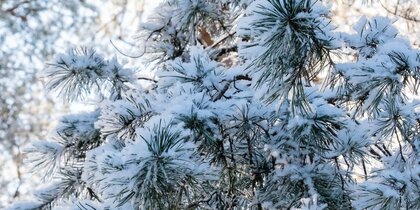 � ���������� ������ ������ �� -19 �������� � ��������