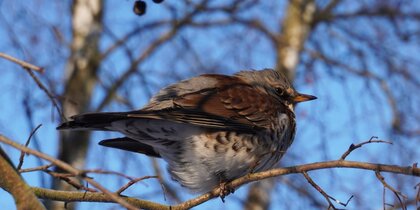 ������-��������� ���������� ������������ ����