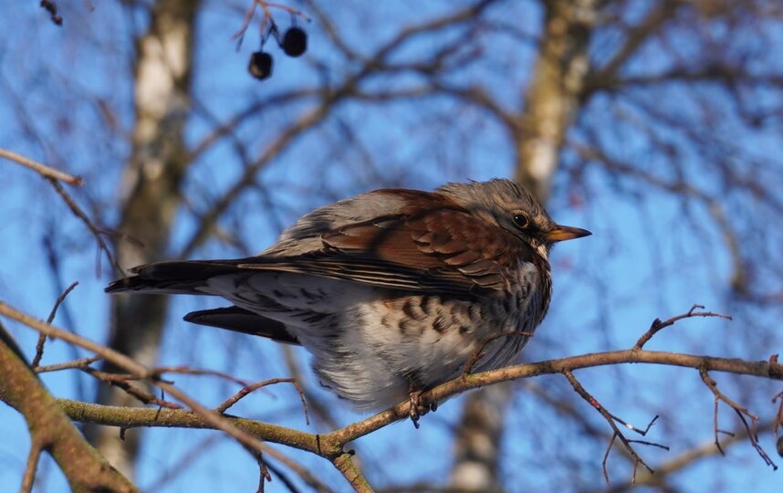 Дрозды-рябинники облюбовали Полежаевский парк