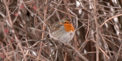 � ���������� ���������� ������ ������ �����