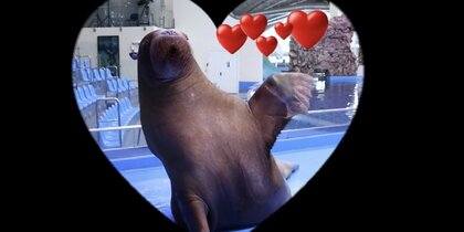 ������ �� ����������: ���� ���� �� ������������ ������� ������ ��������� �������