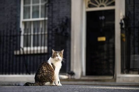 Главный политический котик Британии Ларри празднует 15-летие на своем посту