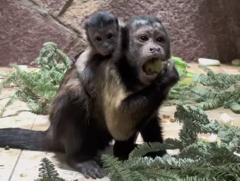 В семье капуцинов из Ленинградского зоопарка родился детеныш