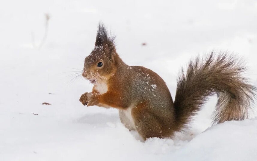 Наконец потеплеет: синоптик рассказал о погоде в Петербурге 21 февраля