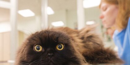 ���� ��� �������: ������, ����� �� ��� ���� ��� �� ������, ��� �� ��