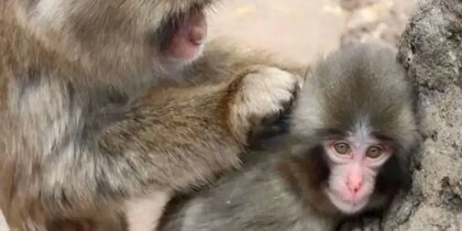 ������ ����� ������� ������ � ��������: �������, ������� ���������� ���