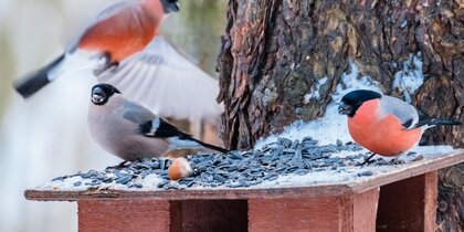 �������� ���������, ������ 27 ������� ����� ����� ������ ���� � ������ ���� � ����������