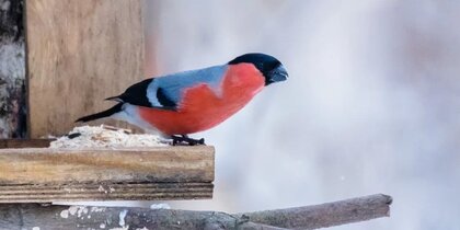 ������ ����������� � ����������� ������ ������ � �����������