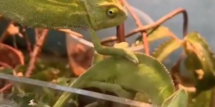 � ������������� �������� ����������� ������� ���������� ���������