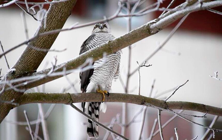 В Петербурге заметили ястреба-перепелятника