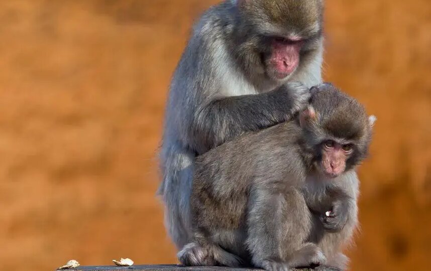 ������ &ndash; �������� ����������, �� ����� ����� ���� � ������.