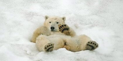 ˸� ����, ����� ��������: ������� �������, ������� ����� 40 ��� ������� �������