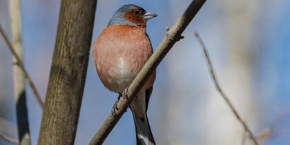 �������� �������� ���������� �������� ������