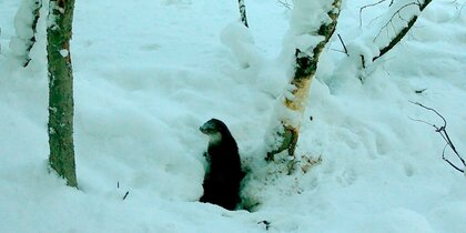 ����� ������� ������� ����� � ����������