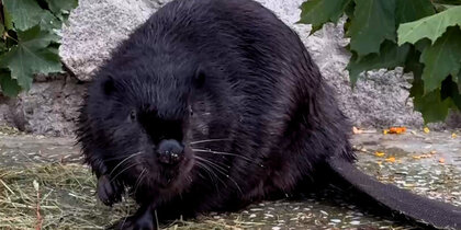 �� ׸���� ����� ��������� ����