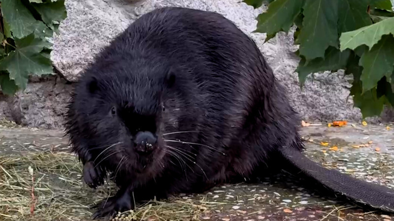 На Чёрной речке поселился бобр