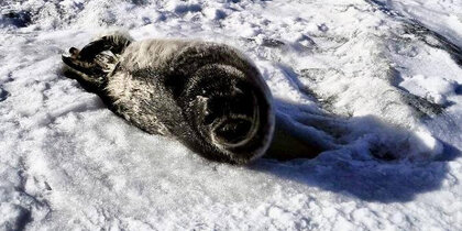 � ���������������� ��������� �� ������� ������ �� ����