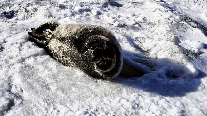 В Росприроднадзоре попросили не трогать нерпят на льду