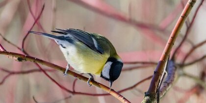 �� +5 �������� � ��� �������. ����� ������ ����� � ��������� 8 �����