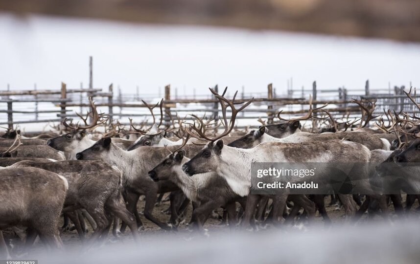 Северные олени в России могут обзавестись паспортами