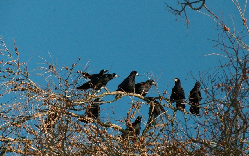 Календарная весна совпала с природной. В Петербург вернулись грачи