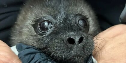 ���������� ���� ������������� �������� ������ �� ������