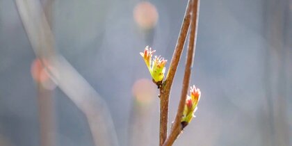 � ��������� ������ ���������� ���������� �����