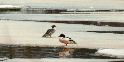 ����� �������� ������� ��������� � �����-��������