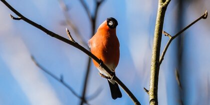 ��� ������� ������: ��������� ������������ ������� ������