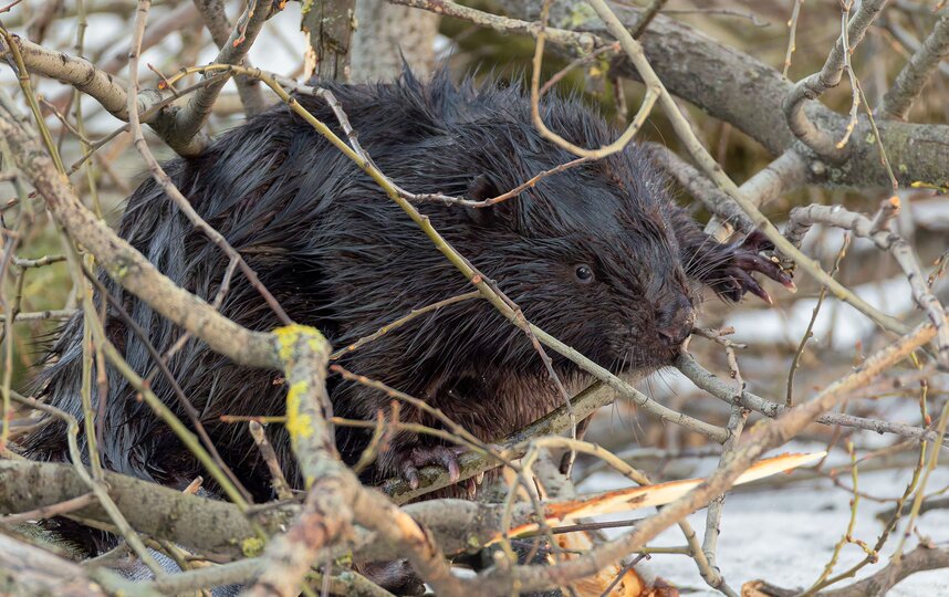 ���� ����